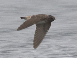 Cliff Swallow - 8/29/20, Rose Valley Lake &copy; Bobby Brown
