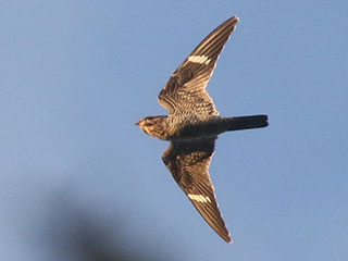 Common Nighthawk - 10/3/20, Mill St. &copy; Bobby Brown