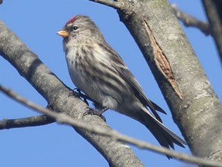 Common Redpoll - 11/7/20, Rose Valley Lake &copy; Bobby Brown