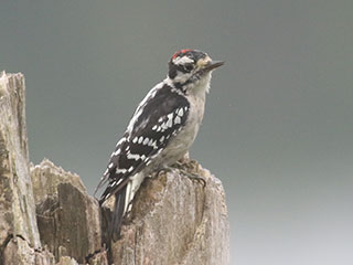 Downy Woodpecker - 9/10/20, Rose Valley Lake &copy; Bobby Brown