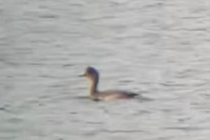 Eared Grebe - 9/15/20, Rose Valley Lake &copy; Bobby Brown