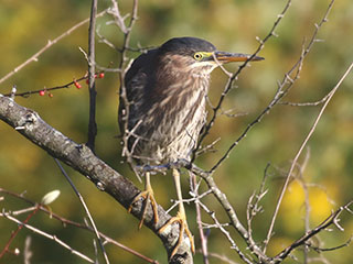 Green Heron - 9/21/20, Rose Valley Lake &copy; Bobby Brown