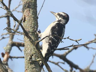 Hairy Woodpecker - 8/16/20, Rose Valley Lake &copy; Bobby Brown