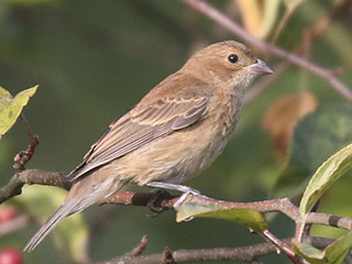 Indigo Bunting - 9/18/20, Rose Valley Lake &copy; Bobby Brown