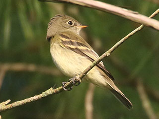 Least Flycatcher - 8/23/20, Rose Valley Lake &copy; Bobby Brown