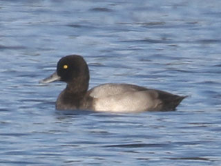 Lesser Scaup - 10/3/20, Rose Valley Lake &copy; Bobby Brown