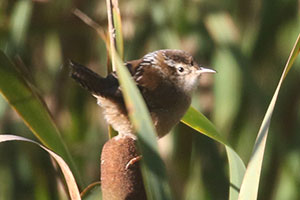 Marsh Wren - 9/22/20, Rose Valley Lake &copy; Bobby Brown