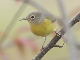 Nashville Warbler - 9/24/20, Rose Valley Lake &copy; Bobby Brown