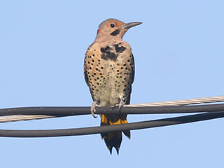 Northern Flicker - 8/25/20, Montoursville &copy; Bobby Brown