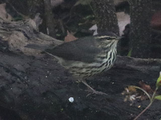 Northern Waterthrush - 10/4/20, SGL 252 &copy; Bobby Brown