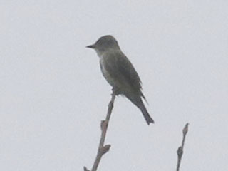 Olive-sided Flycatcher - 8/29/20, Rose Valley Lake &copy; Bobby Brown