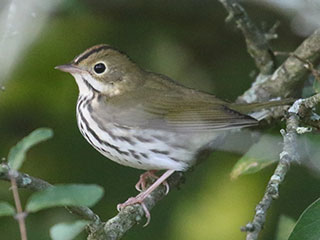 Ovenbird - 9/14/20, Rose Valley Lake &copy; Bobby Brown