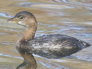 Pied-billed Grebe - 10/25/20, Indian Park &copy; Bobby Brown