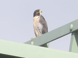 Peregrine Falcon - 8/2/20, Mill St. &copy; Bobby Brown