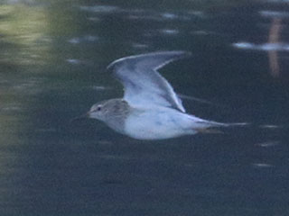 Pectoral Sandpiper - 9/21/20, Rose Valley Lake &copy; Bobby Brown