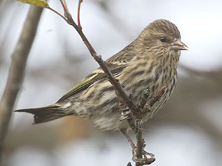 Pine Siskin - 10/24/20, Rose Valley Lake &copy; Bobby Brown
