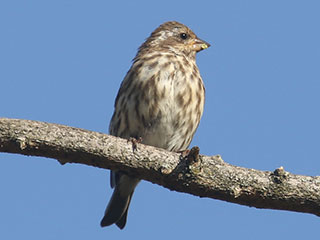 Purple Finch - 9/20/20, SGL 252 &copy; Bobby Brown
