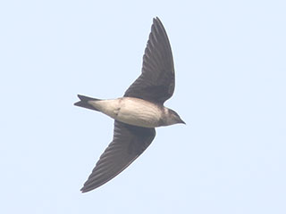 Purple Martin - 9/16/20, Rose Valley Lake &copy; Bobby Brown