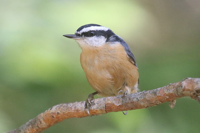 Red-breasted Nuthatch - 8/30/20, Rose Valley Lake &copy; Bobby Brown