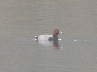 Redhead - 11/21/20, Williamsport Dam &copy; Bobby Brown