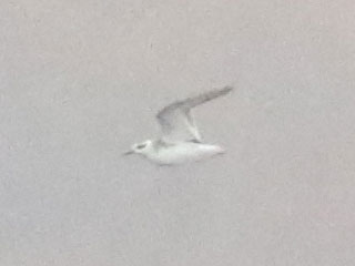 Red Phalarope - 10/29/20, Williamsport Dam &copy; Bobby Brown