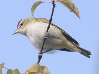 Red-eyed Vireo - 8/16/20, Rose Valley Lake &copy; Bobby Brown