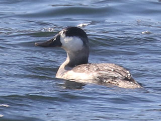 Ruddy Duck - 10/3/20, Williamsport Dam &copy; Bobby Brown