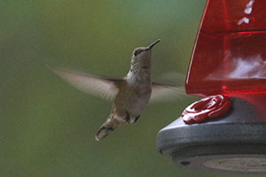 Rufous Hummingbird - 9/25/20, Salladasburg &copy; Bobby Brown