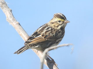 Savannah Sparrow - 9/21/20, Rose Valley Lake &copy; Bobby Brown
