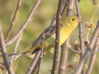 Scarlet Tanager - 10/6/20, Canfield Island &copy; Bobby Brown