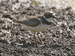 Semipalmated Plover - 8/9/20, Williamsport Dam &copy; Bobby Brown