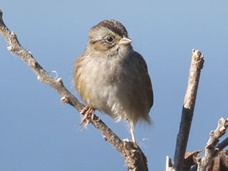 Swamp Sparrow - 9/21/20, Rose Valley Lake &copy; Bobby Brown