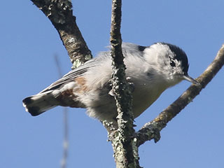 White-breasted Nuthatch - 9/20/20, SGL 252 &copy; Bobby Brown
