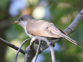 Yellow-billed Cuckoo - 9/4/20, Mill St. &copy; Bobby Brown