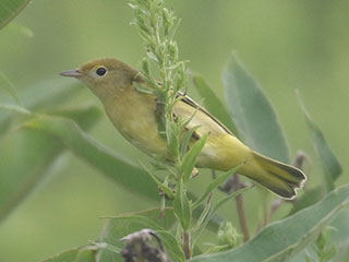 Yellow Warbler - 8/16/20, Rose Valley Lake &copy; Bobby Brown