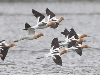 American Avocets - 4/18/20, Williamsport Dam &copy; Bobby Brown