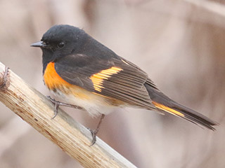 American Redstart - 4/27/20, Mill St. &copy; Bobby Brown