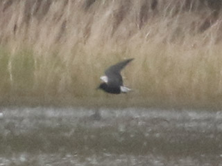 Black Tern - 5/6/20, Rose Valley Lake &copy; Bobby Brown