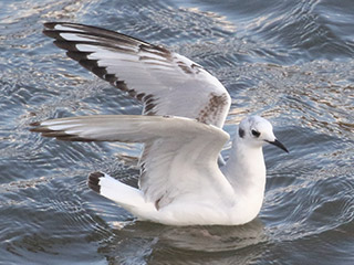 Bonaparte's Gull - 4/13/20, Williamsport Dam &copy; Bobby Brown