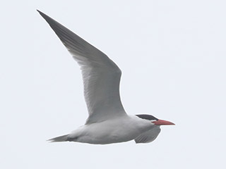 Caspian Tern - 4/25/20, Rose Valley Lake &copy; Bobby Brown