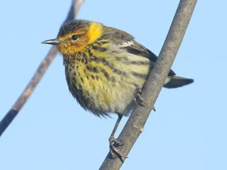 Cape May Warbler - 5/10/20, Rose Valley Lake &copy; Bobby Brown