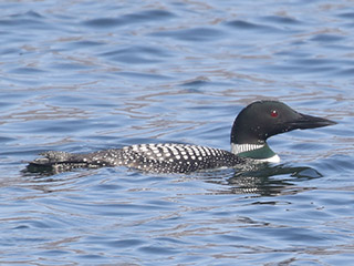 Common Loon - 4/19/20, Rose Valley Lake &copy; Bobby Brown