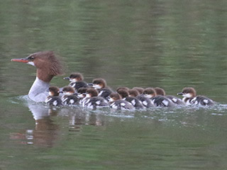 Common Mergansers - 5/17/20, Mill St. &copy; Bobby Brown