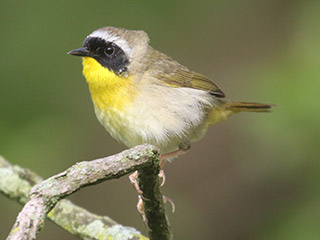Common Yellowthroat - 5/16/20, Mill St. &copy; Bobby Brown