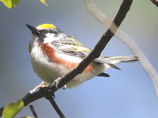 Chestnut-sided Warbler - 5/5/20, Williamsport Water Authority &copy; Bobby Brown