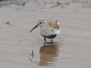 Dunlin - 5/18/20, Williamsport Dam &copy; Bobby Brown