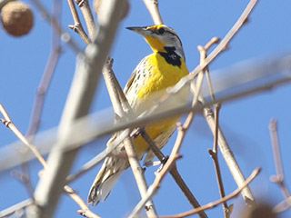 Eastern Meadowlark - 3/7/20, Mill St. &copy; Bobby Brown