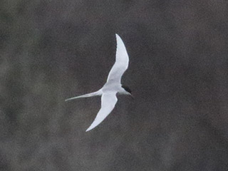 Forster's Tern - 4/13/20, Rose Valley Lake &copy; Bobby Brown
