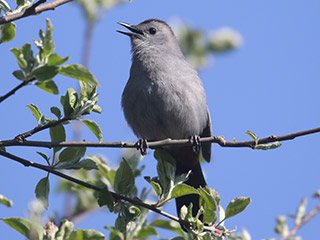 Gray Catbird - 5/10/20, Rose Valley Lake &copy; Bobby Brown
