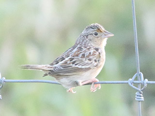 Grasshopper Sparrow - 4/21/20, Mill St. &copy; Bobby Brown